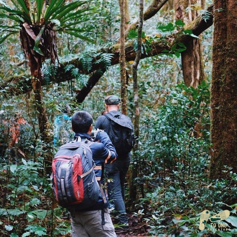 trekking qua những tán rừng rậm che ngang đầu