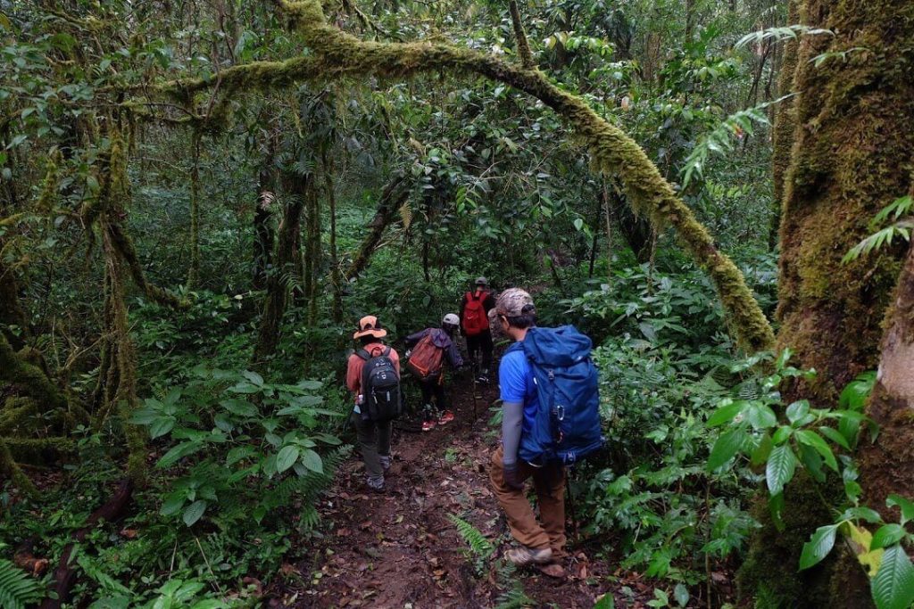trekking trong khu rừng nguyên sinh rộng lớn và ma mị