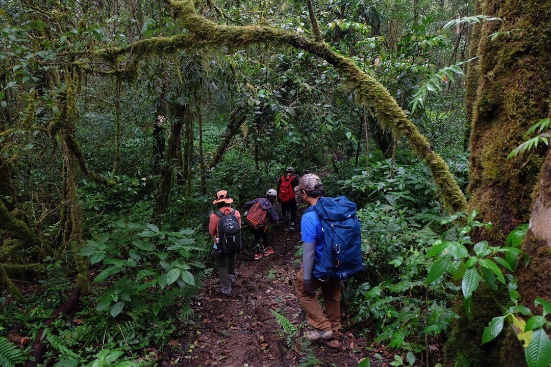 trekking trong khu rừng nguyên sinh rộng lớn và ma mị