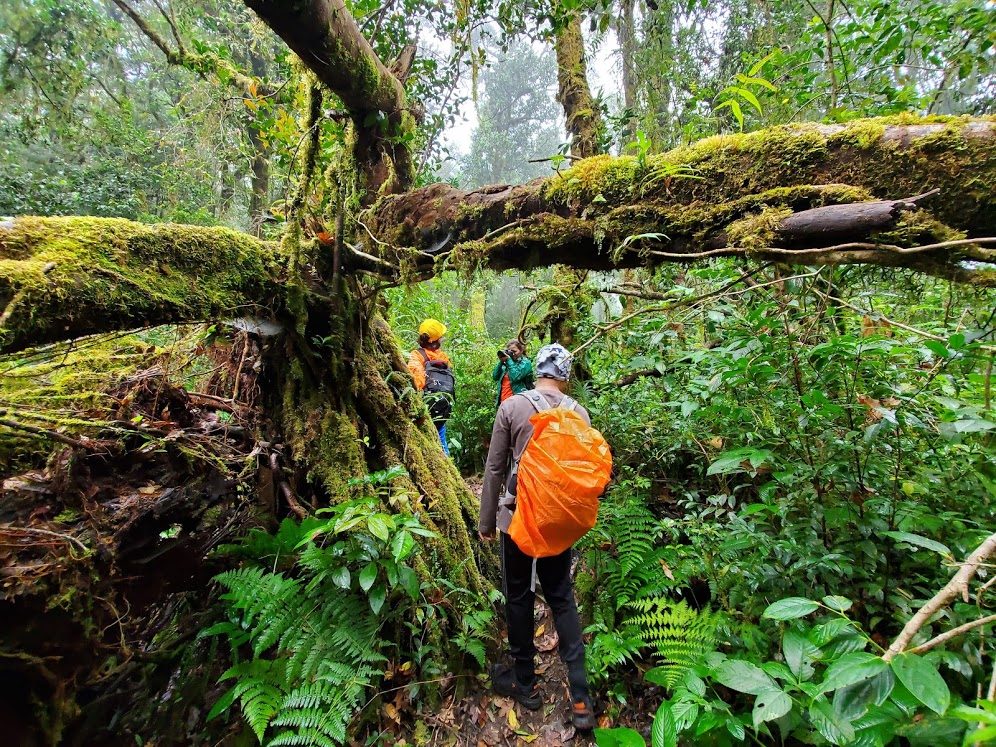 rừng nguyên sinh Bidoup - một trong những tour trekking ở Đà Lạt hấp dẫn