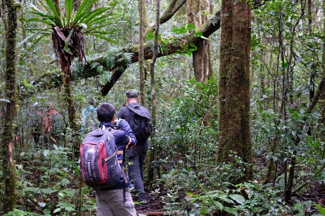đoàn trekking băng qua khu rừng nguyên sinh rộng lớn trong tour Bidoup