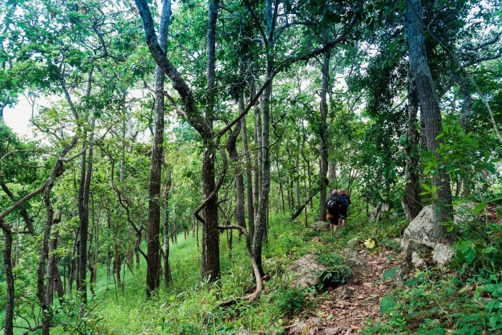 Hoà mình vào vẻ đẹp của rừng xanh trong những chuyến trekking