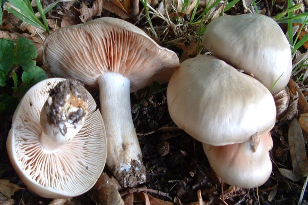 Nấm Entoloma Sinuatum