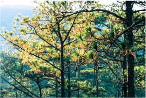 Rừng thông lung linh dưới ánh nắng tại Bidoup Núi Bà