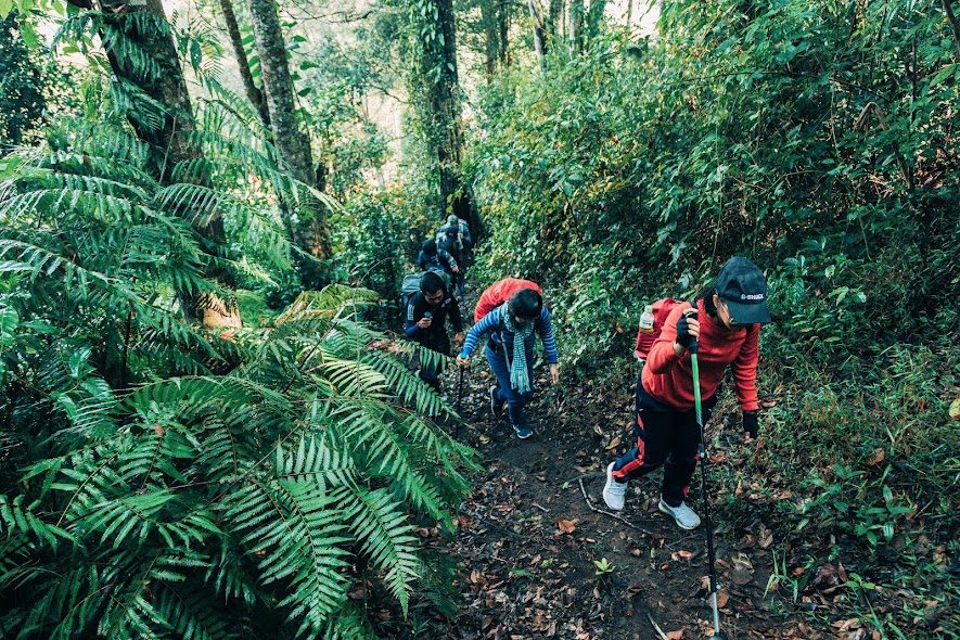 Trekking giữa rừng cây xanh màu lá