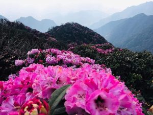 Hoa-đỗ-quyên-khoe-sắc-giữa-rừng-núi-tháng-ba