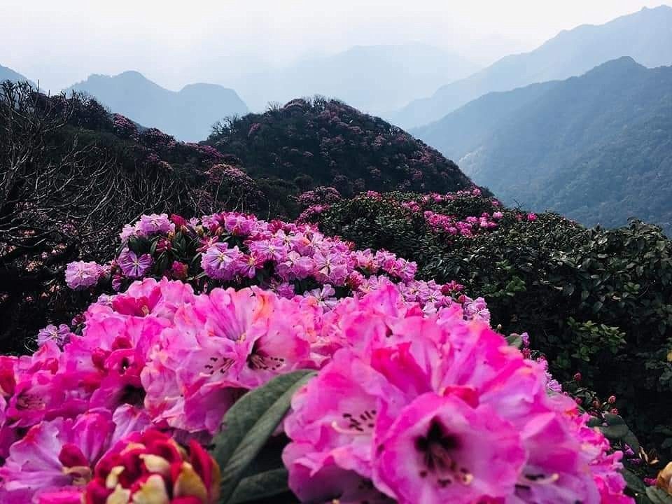 Hoa-đỗ-quyên-khoe-sắc-giữa-rừng-núi-tháng-ba