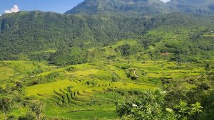 Ruộng lúa bát ngát dưới chân núi Nhìu Cồ