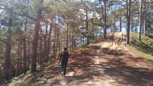 Đường-hiking-dưới-những-tán-thông-xanh