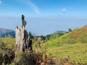 Một-gốc-cây-đơn-độc-trên-đường-trekking