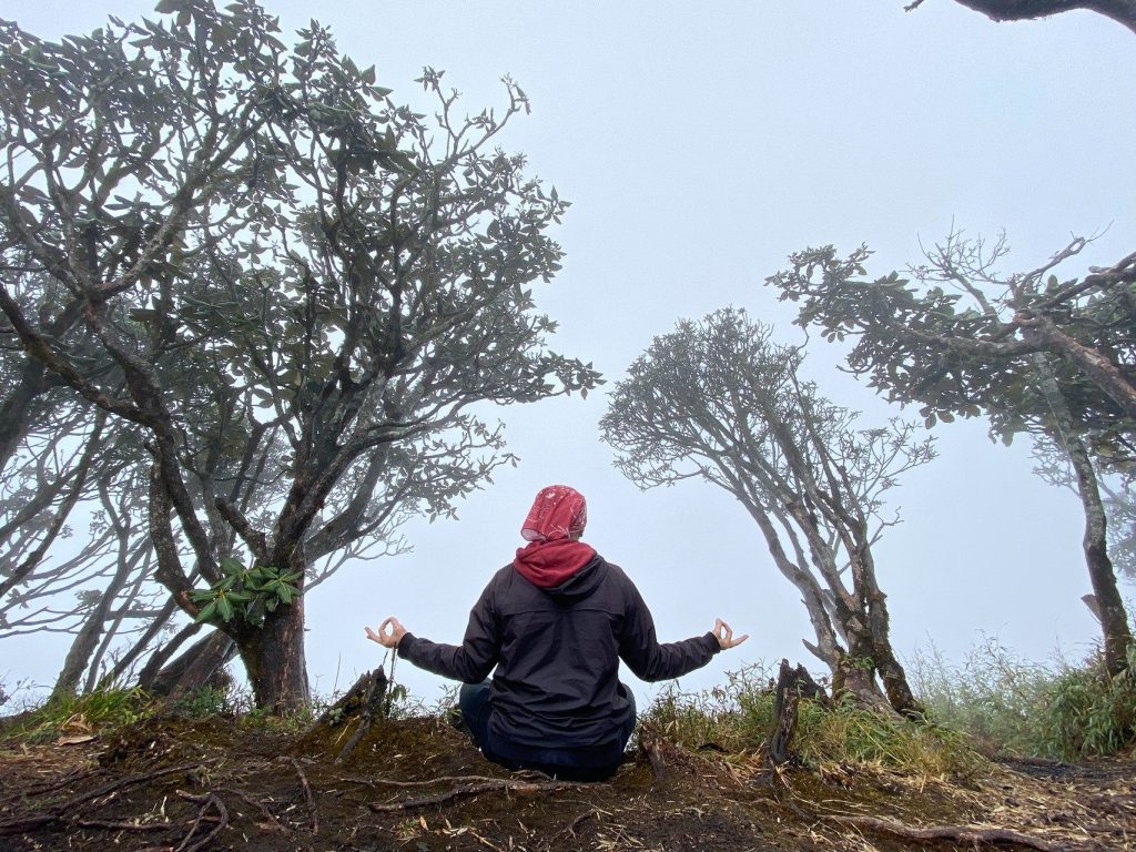 Đỉnh núi Nhìu Cồ với cây đỗ quyên