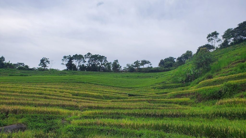 Ruộng bậc thang ở Tả Liên Sơn