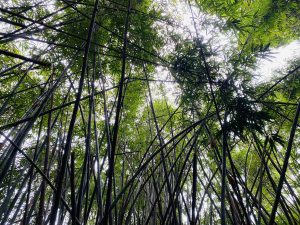 Rừng-trúc-Tà-Giang-lãng-mạn