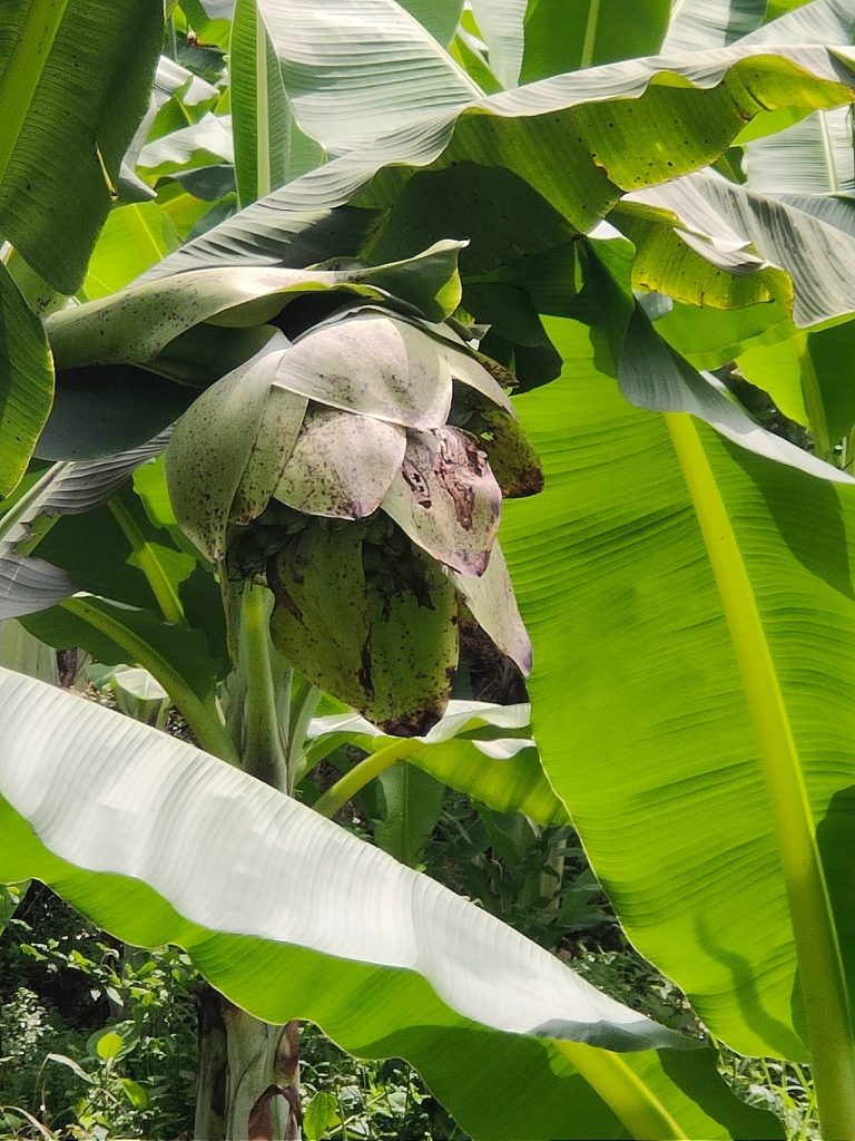 Cây chuối mồ côi