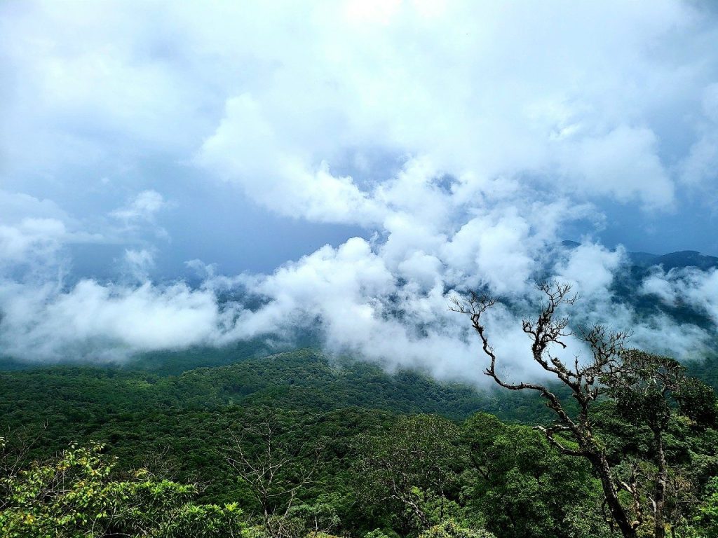 Rừng-nguyên-sinh-Bidoup-Núi-Bà-rộng-lớn
