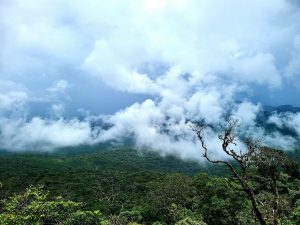 Rừng-nguyên-sinh-Bidoup-Núi-Bà-rộng-lớn