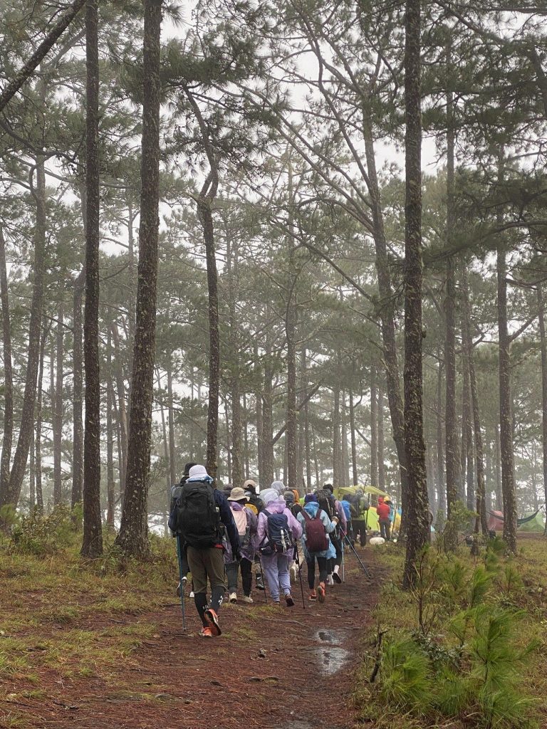 Đường trekking giữa rừng thông sau cơn mưa
