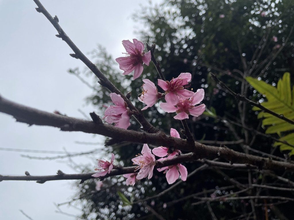 Đào phớt nở rộ giữa đất trời mùa xuân