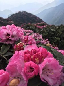 Đỗ-quyên-tím-phớt-điểm-tô-cho-núi-rừng-Putaleng