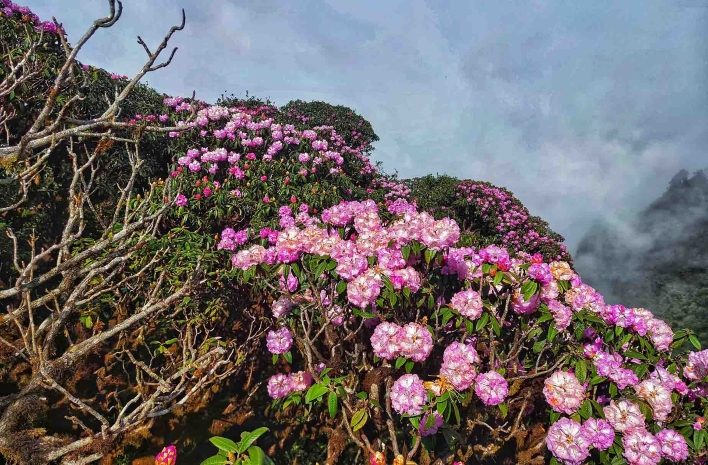 Chiêm ngưỡng sắc hoa mùa xuân khi trekking Tả Liên Sơn
