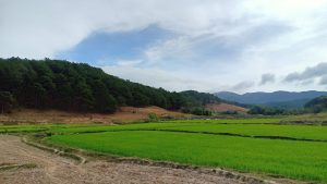 Cánh-đồng-lúa-của-người-Churu-giữa-tháng-2 