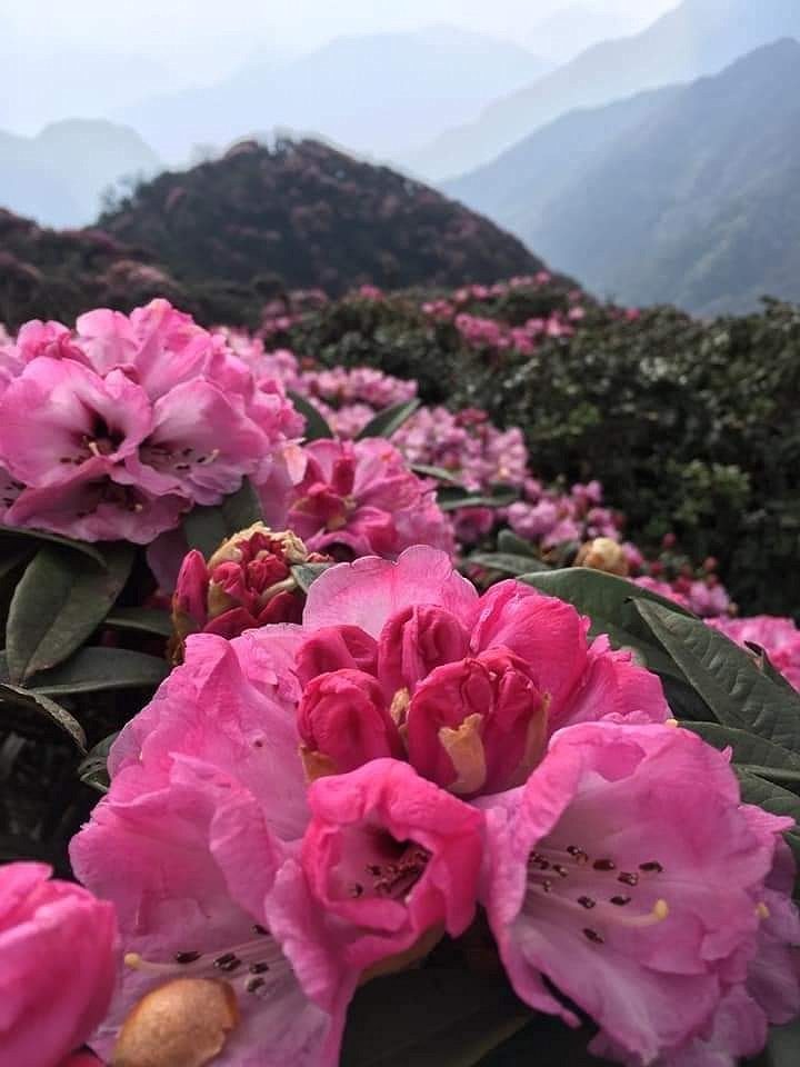 Trekking chiêm ngưỡng hoa đỗ quyên Putaleng