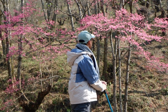 Rừng đào trên đường trekking