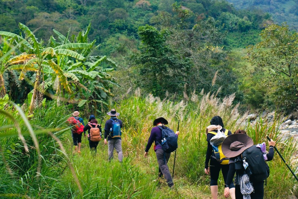 Đường hiking đi qua rừng chuối mồ côi và những cây lau
