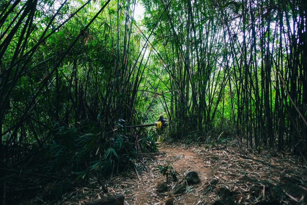 Rừng tre bí ẩn