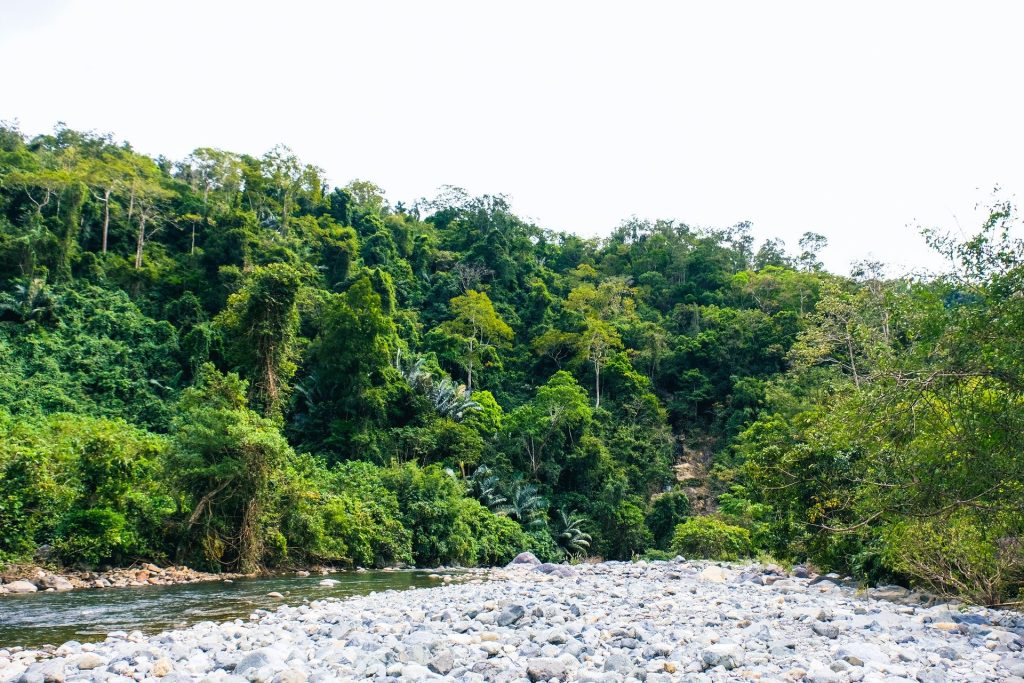 Khu rừng nguyên sinh cạnh suối