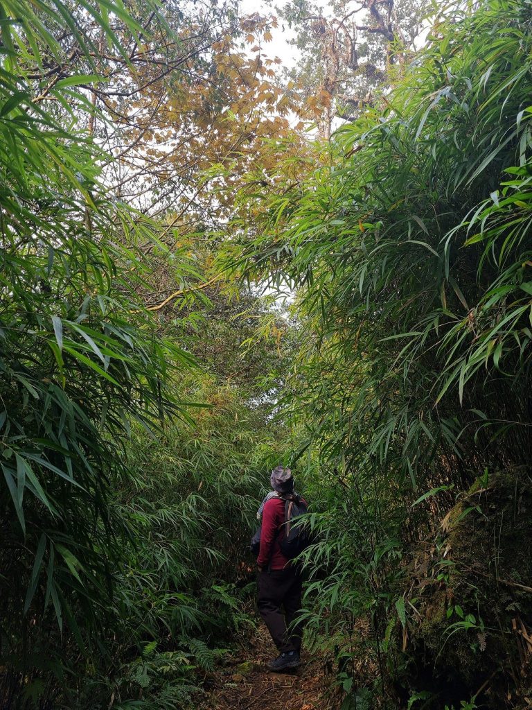 Rừng tre ven đường trekking