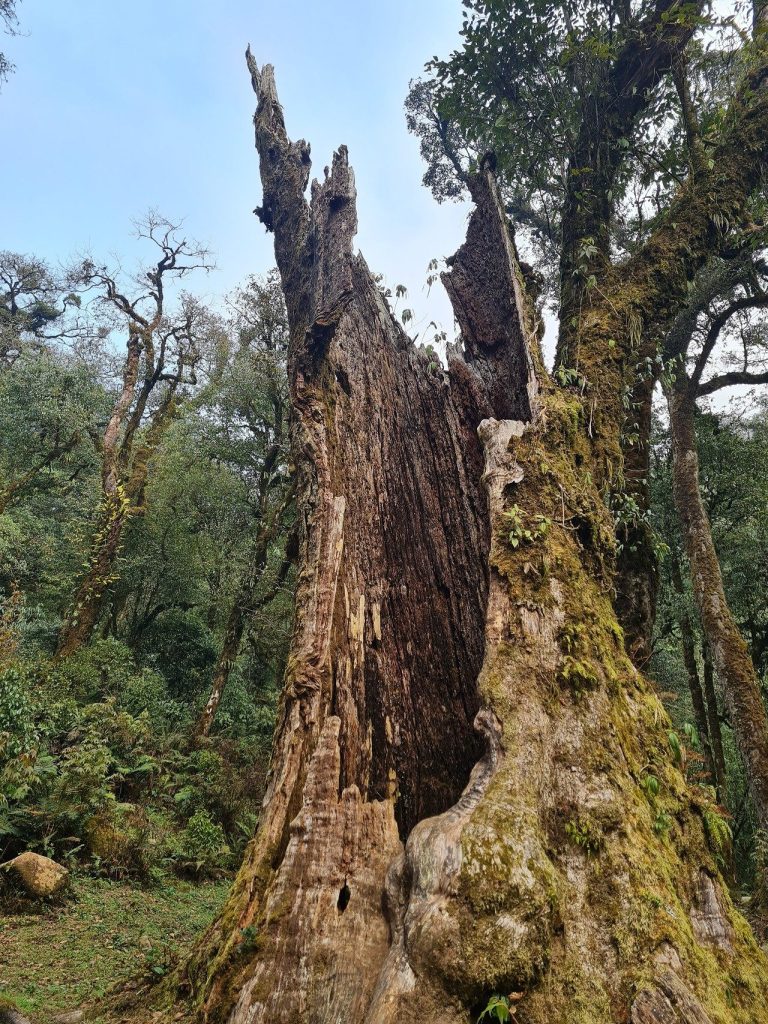 Một thân cây rỗng