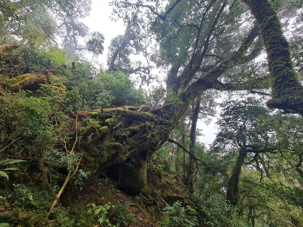 Rừng nguyên sinh Tả Liên Sơn