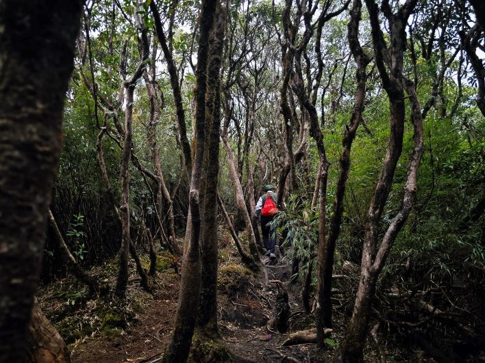 Một đoạn rừng đẹp khi trekking Ky Quan San