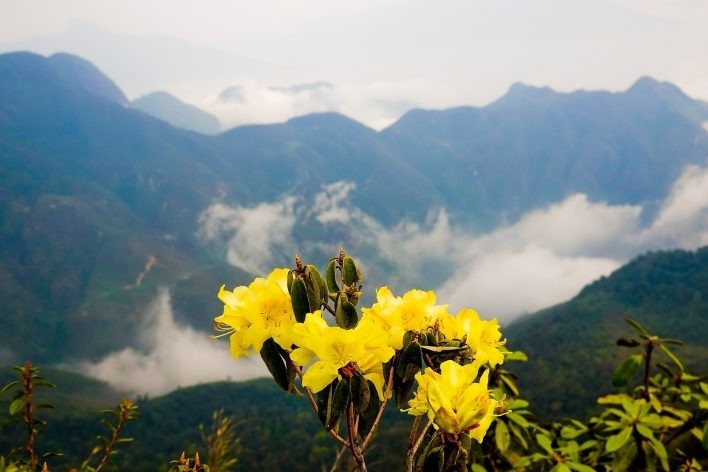 Chiêm ngưỡng sắc hoa hoang dã khi trekking