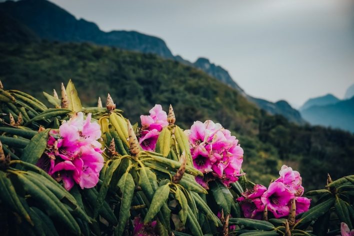 Hoa Đỗ Quyên nhuộm hồng rừng núi