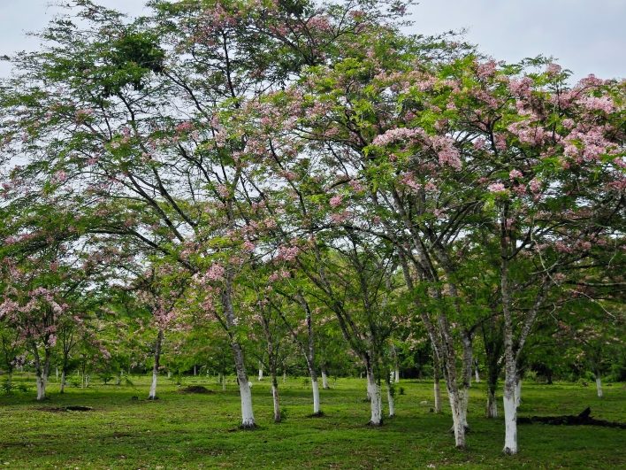 Rừng hoa Muồng đào thơ mộng trong tour Tà Lài