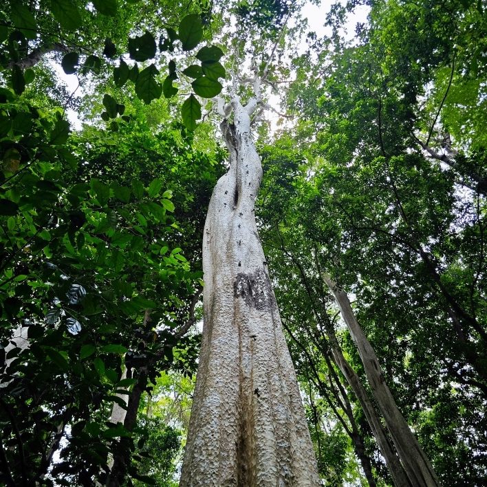 Cây cổ thụ tại Vườn Quốc gia Cát Tiên trong tour Tà Lài