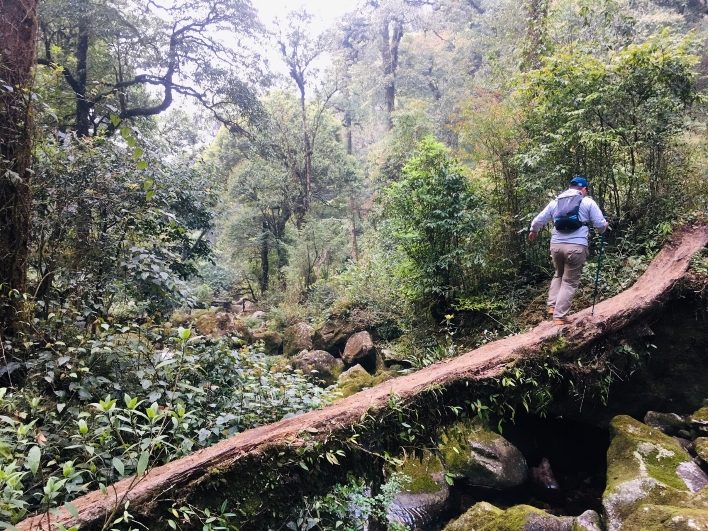 Trekking Putaleng chiêm ngưỡng những khu rừng huyền bí