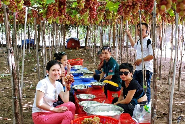 Trải nghiệm làm rượu nho Ngũ Long Công Chúa