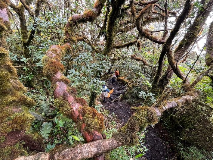Khu rừng cổ thụ phủ rêu phong trong tour trekking Nhìu Cồ San