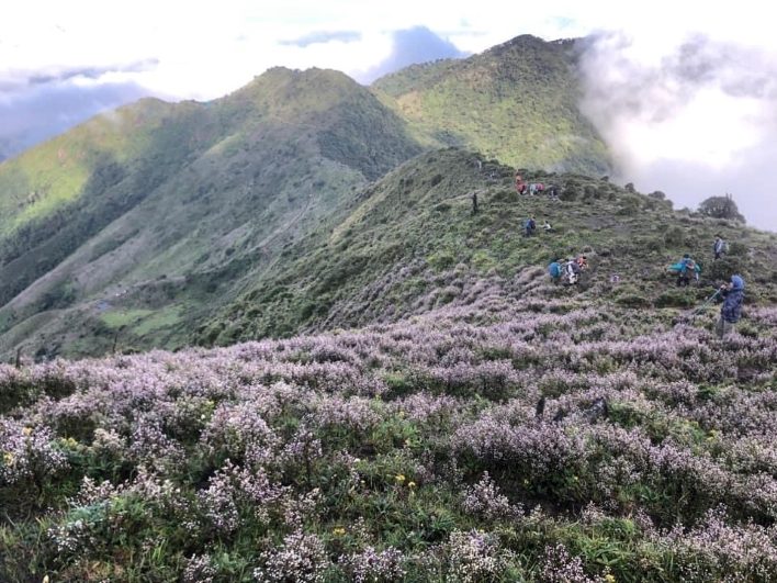 Biển hoa Chi Pâu dọc đường trekking
