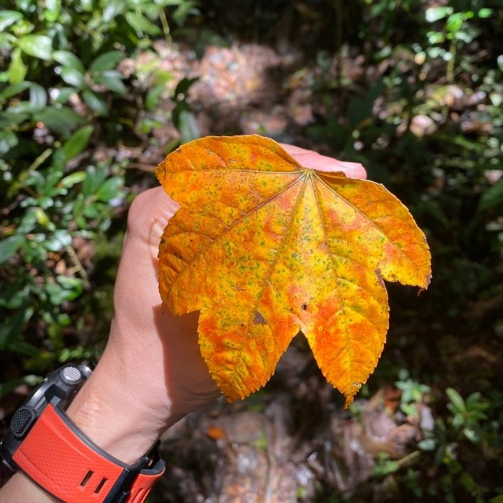 Mỗi chiếc lá là một bông hoa