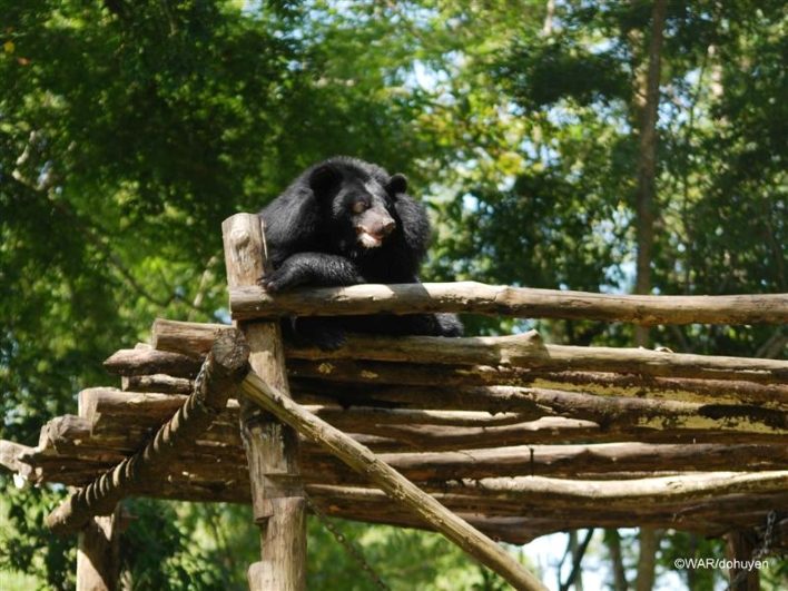 Các loài thú hoang dã quý hiếm tại Cát Tiên