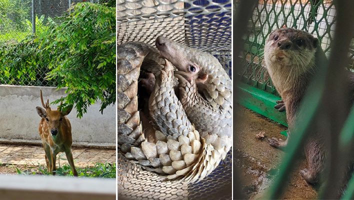 Các loài thú hoang dã quý hiếm