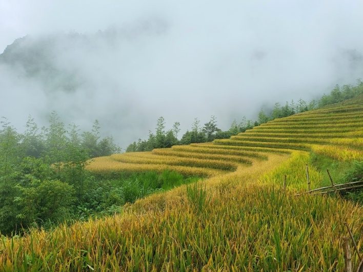 Ruộng bậc thang Ky Quan San mùa lúa chín
