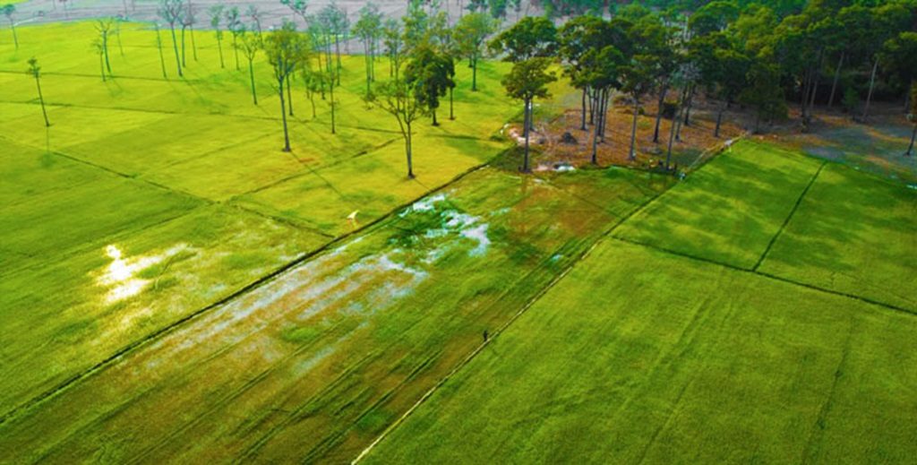 Vẻ đẹp bình yên tại Cánh đồng Tà Lài