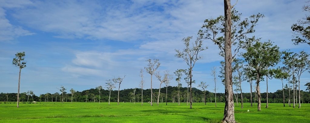 Khung cảnh mộc mạc và bình yên tại cánh đồng Tà Lài