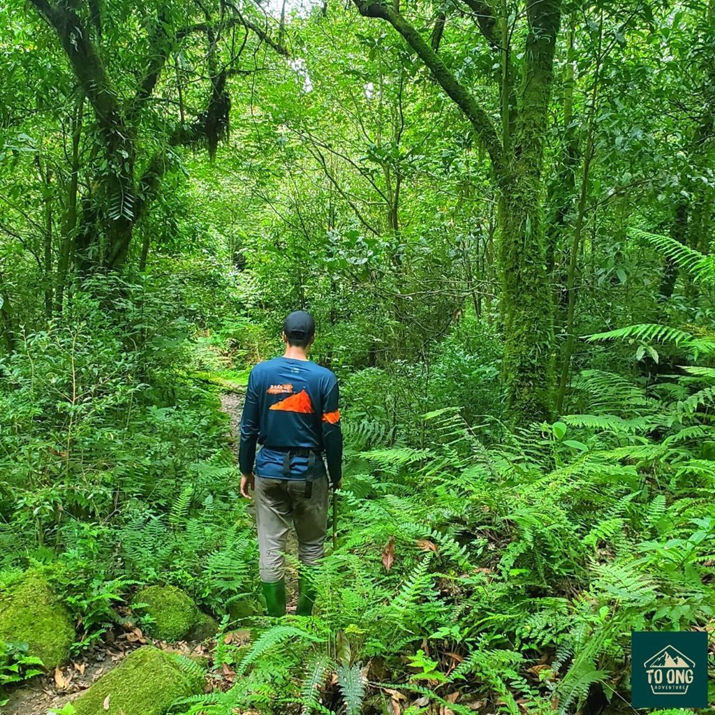Hòa mình vào khu rừng nguyên sinh cổ thụ cùng Tổ Ong Adventure
