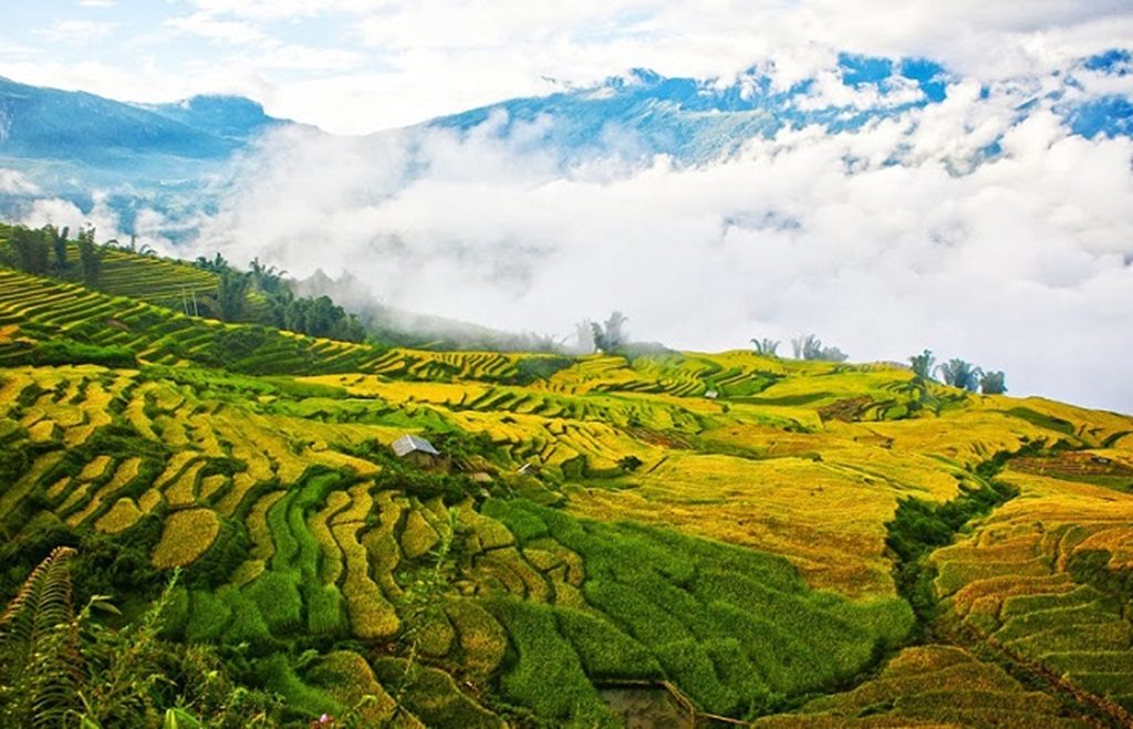Chiêm ngưỡng vẻ đẹp thơ mộng cánh đồng lúa chín 